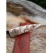 Handmade Exquisite Norse knife "Odin’s Raven Munin".