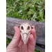 Viking Raven skull amulet with Aegishjalmur symbol or Helm of Awe. Norse, pagan jewelry. God Odin's raven. The Allfather - hand-carved