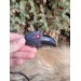 Scandinavian amulet: black raven with red eye and Algiz rune