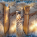 Custom Norse knife with wolf design and runes. Antler handle