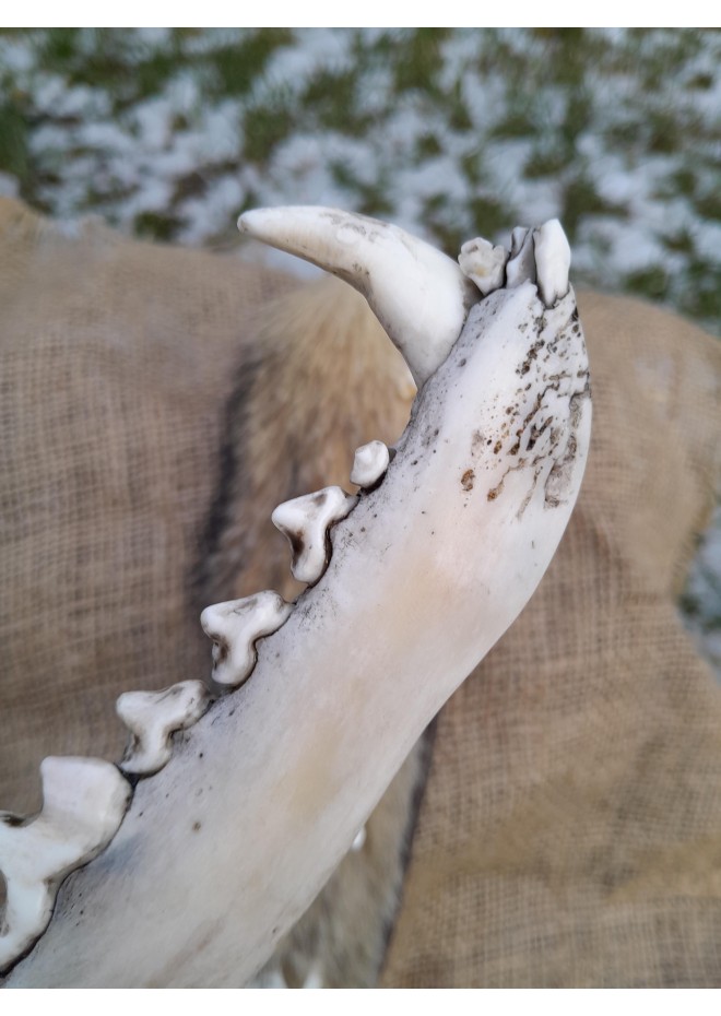 Nordic hunting knife with jaw bone handle & unique sheath