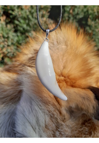 Large wolf tooth amulet.