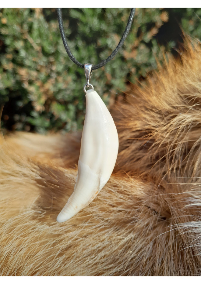 Large wolf tooth amulet. Wolf fang. Nordic, Pagan totemic pendant. Berserker warrior talisman. Viking symbol